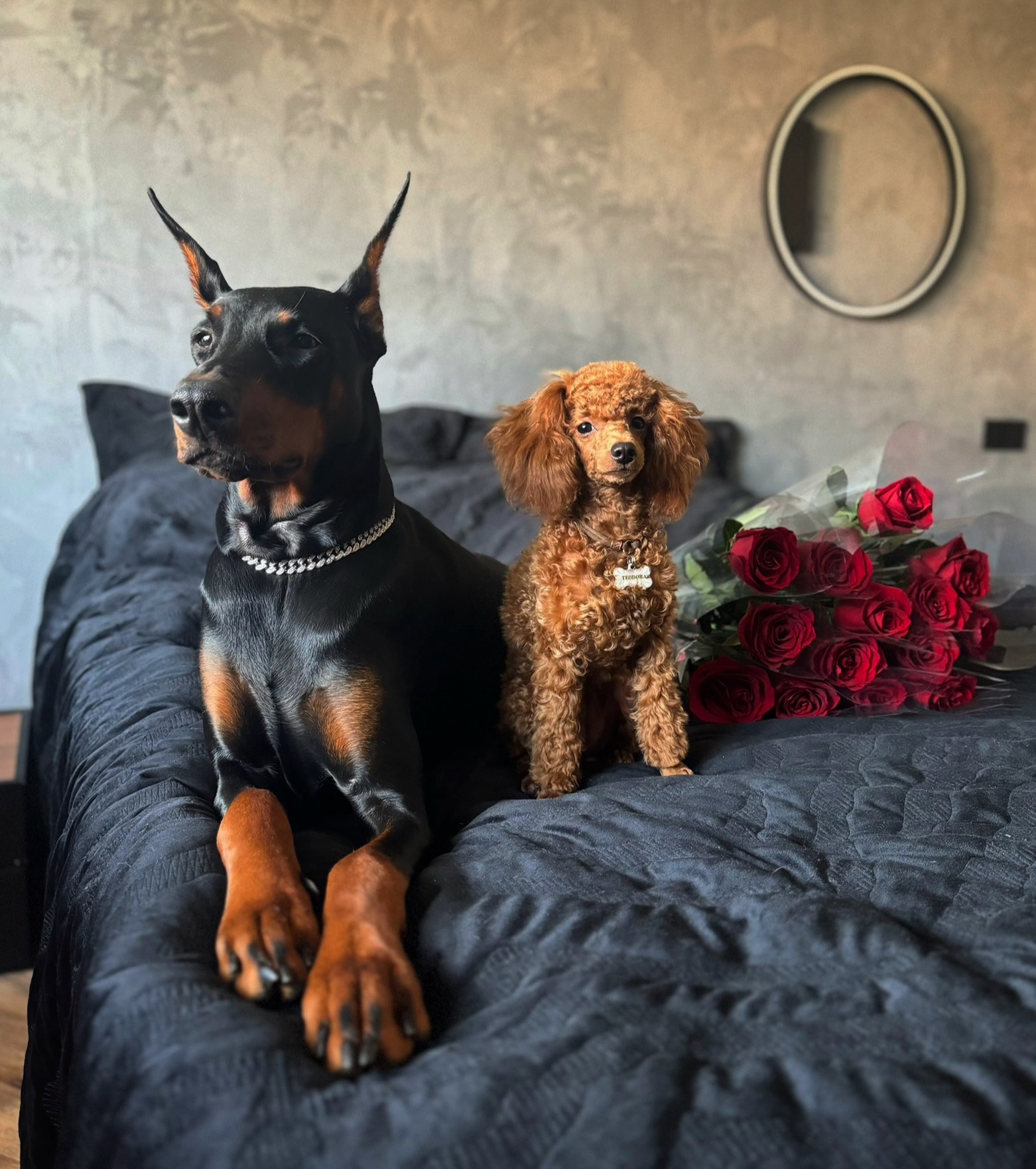 Фотосессия с собакой в Москве, фотосессия с доберманом, фотосессия с той-пуделем