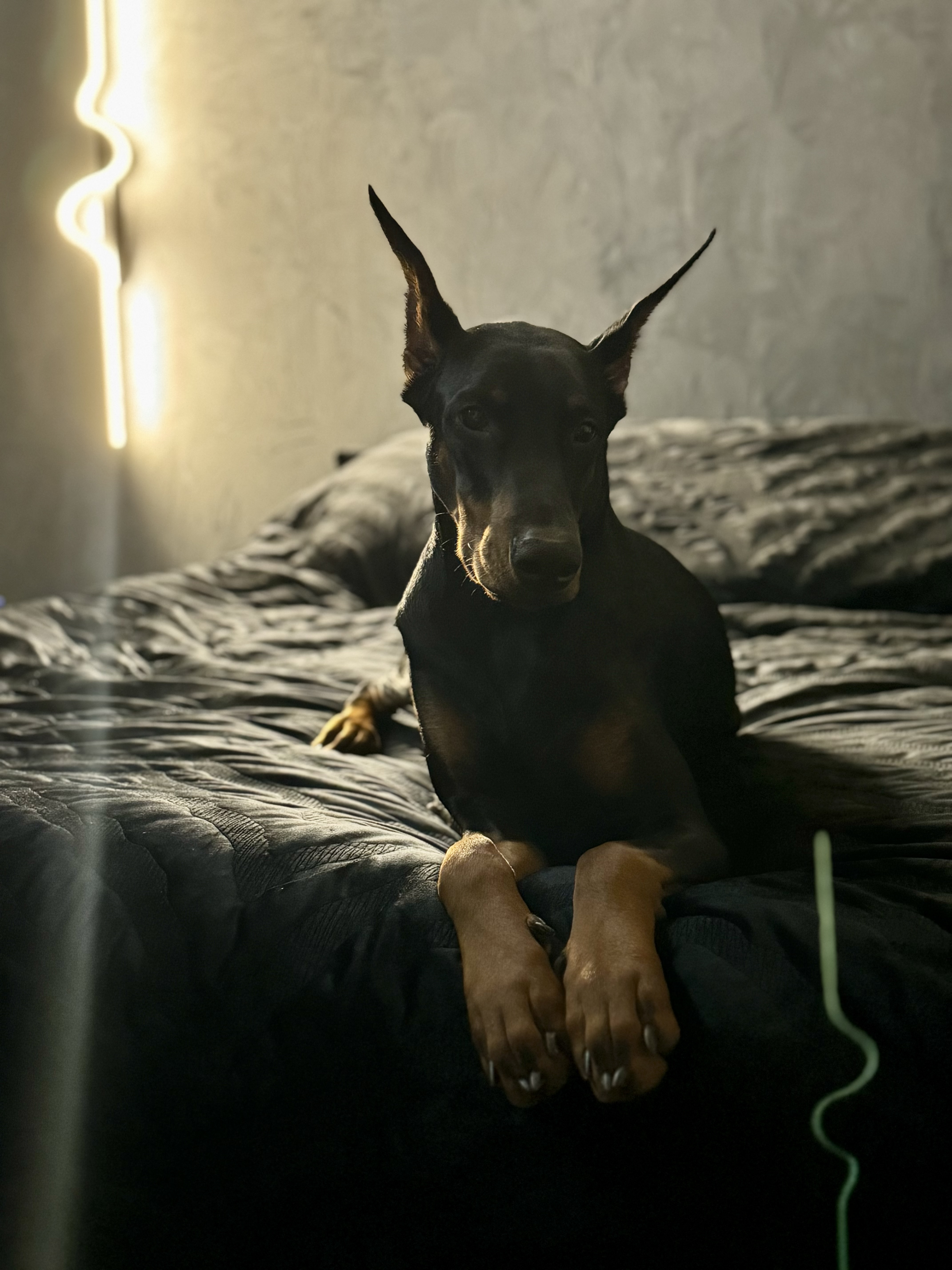 Доберман Альфа