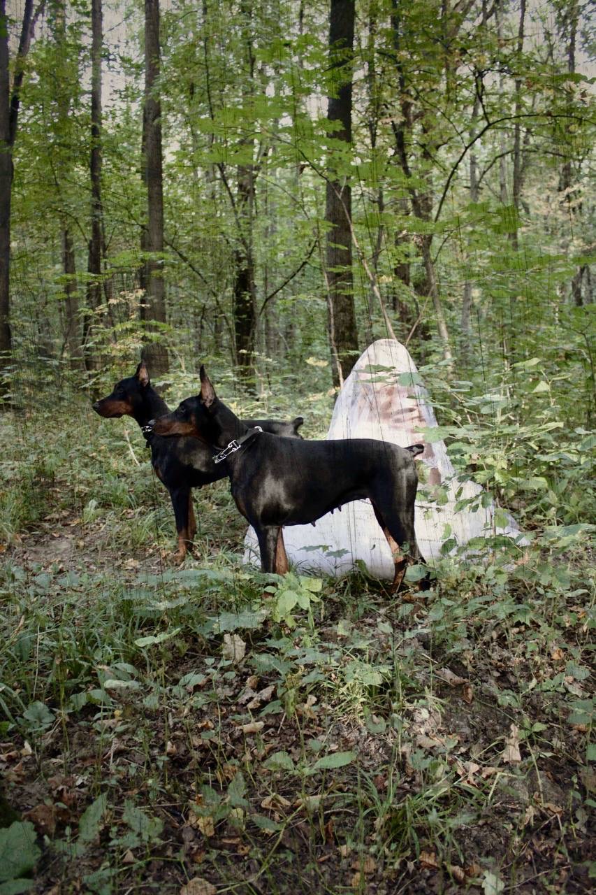 Красивые доберманы фотосессия в лесу