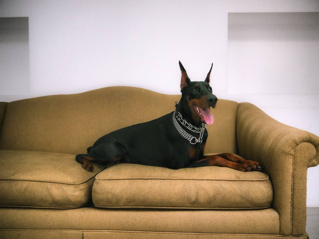 Фотосессия с доберманом в студии город Москва