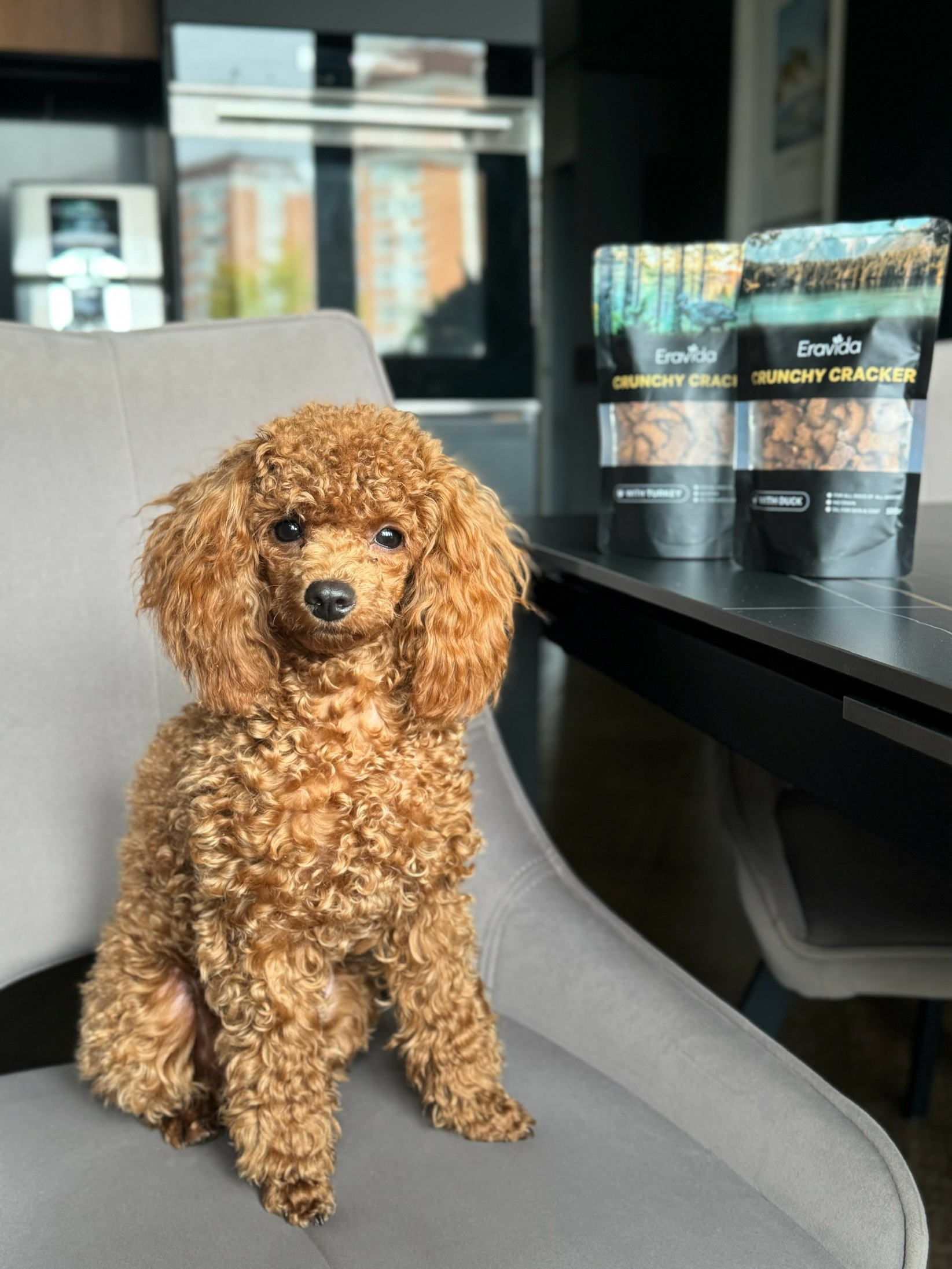 Той-пудель фото сессия для бренда корм для собак Москва