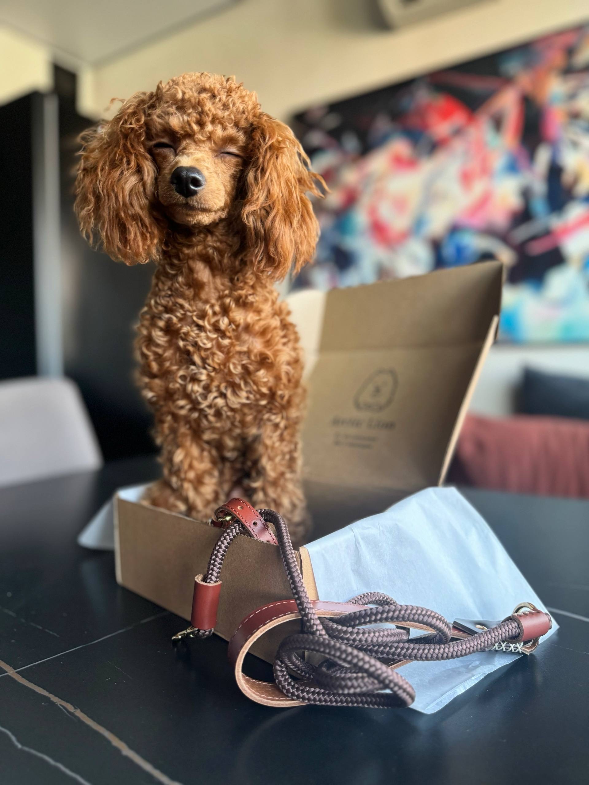 Той пудель для фотосессии для бренда