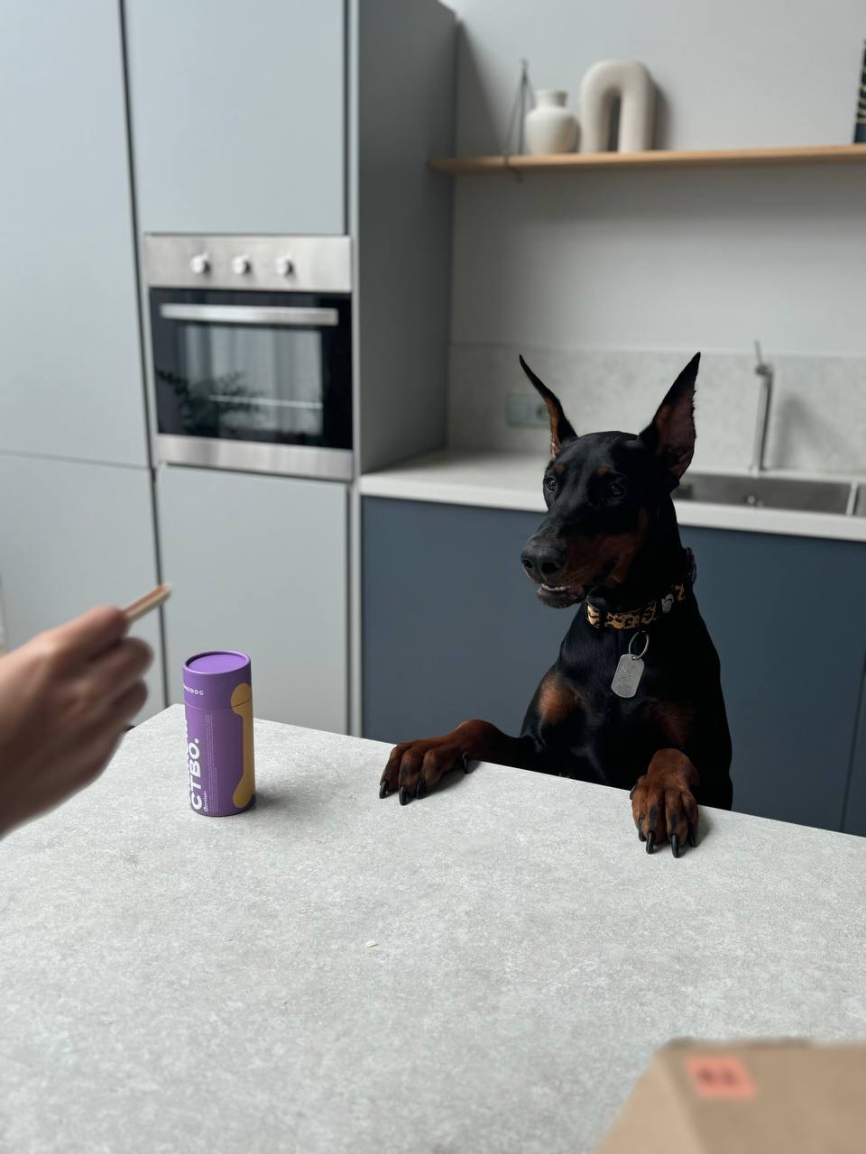 Доберман для фотосессии в Москве реклама бренда лакомств для животных