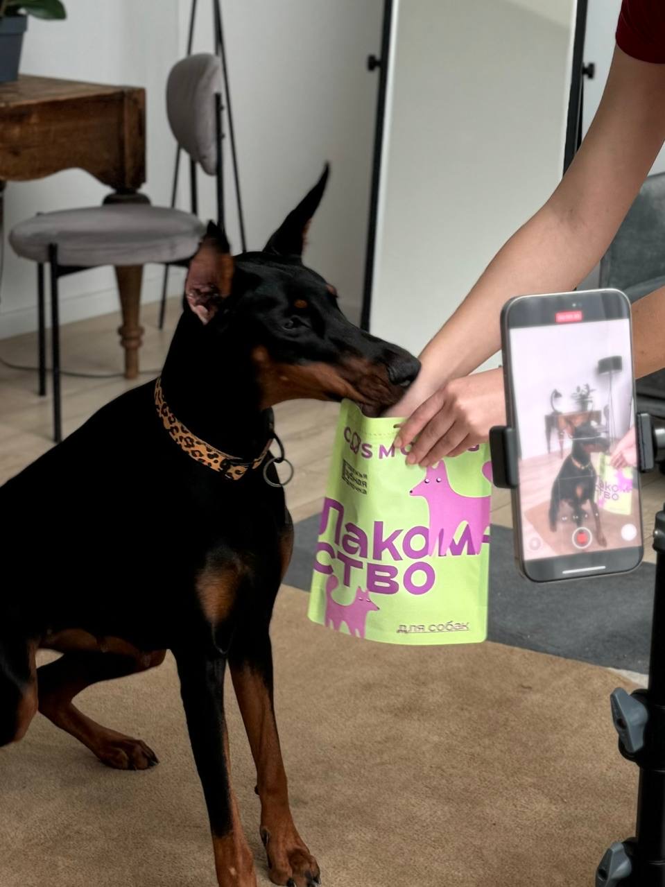 Доберман для рекламной фотосессии рилс для бренда вкусняшки для животных
