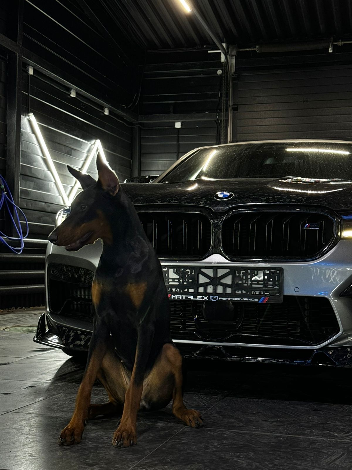 Доберман для фотосессии Москва БМВ BMW авто детейлинг тюнинг