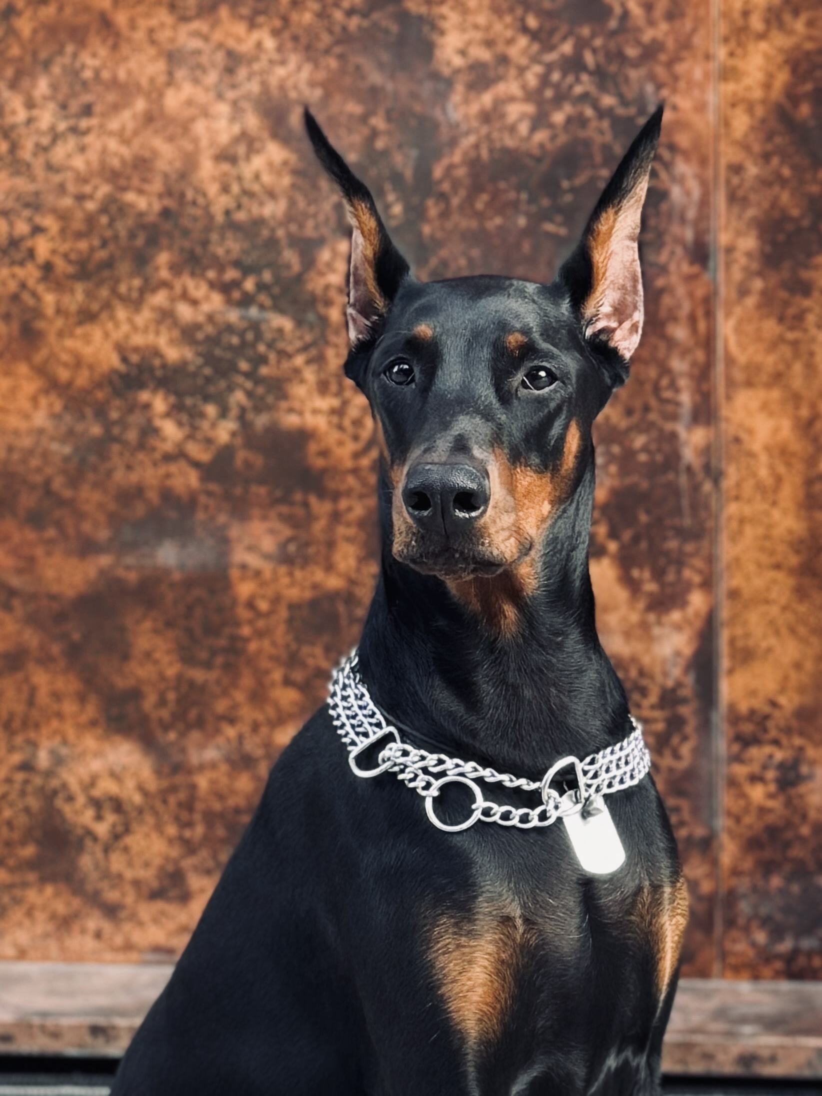 Доберман для фотосессии, съемка с доберманом, заказать собаку на фотосессию