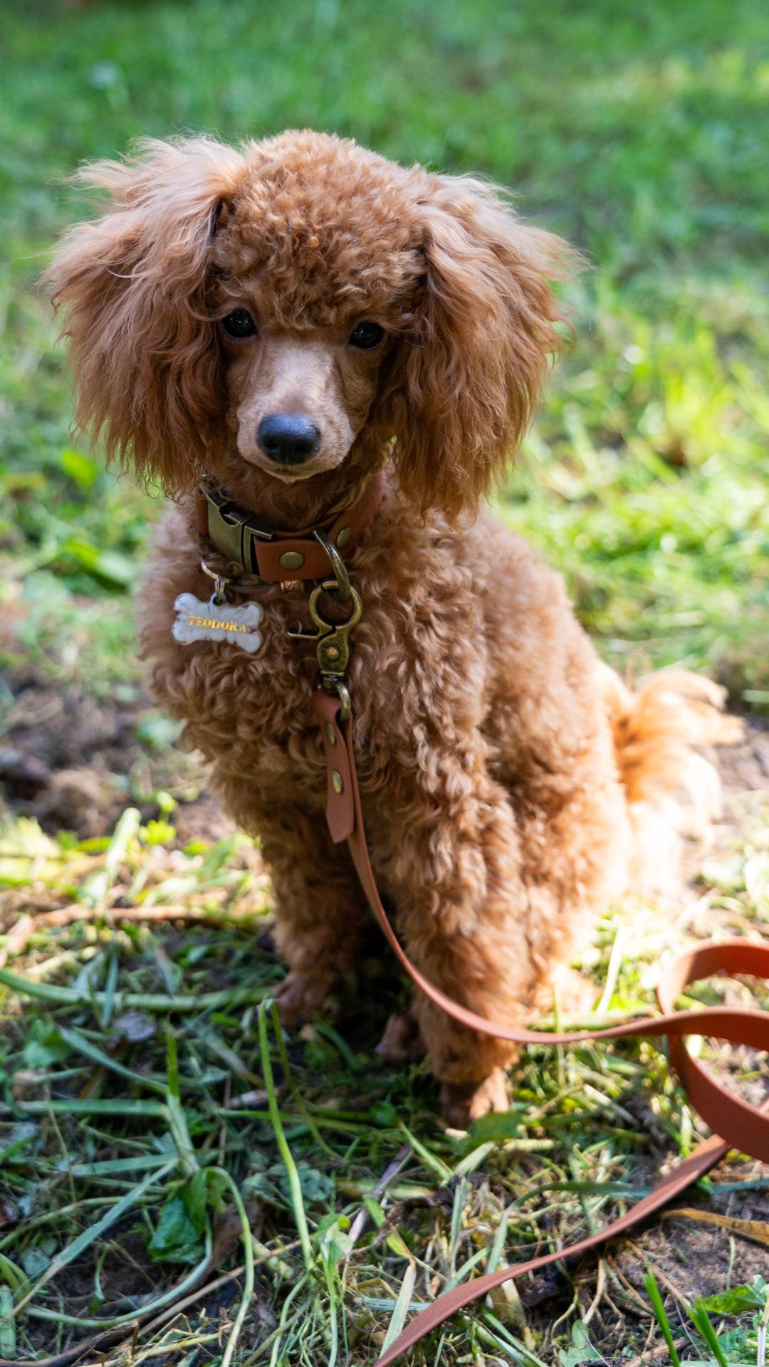 Фотосессия с той-пуделем, фотографии с собакой, фото с собаками